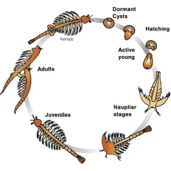 VALUVIC Aqua Dragons - Habitat marino con LED