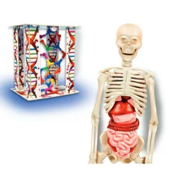 CONCENTRA El Cuerpo Humano* Steam