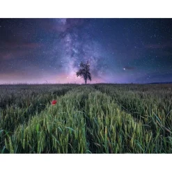 RAVENSBURGER IBÉRICA Ravensburger - Puzzle 1500 piezas Campo Estrellado