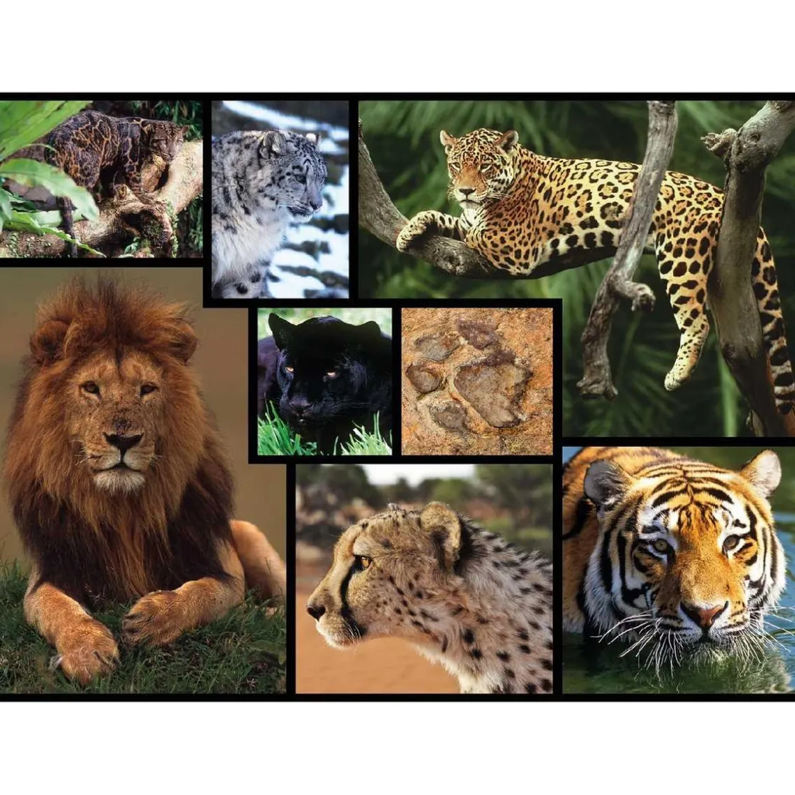 WWF - Felinos salvajes - Puzzle 1000 piezas* Steam